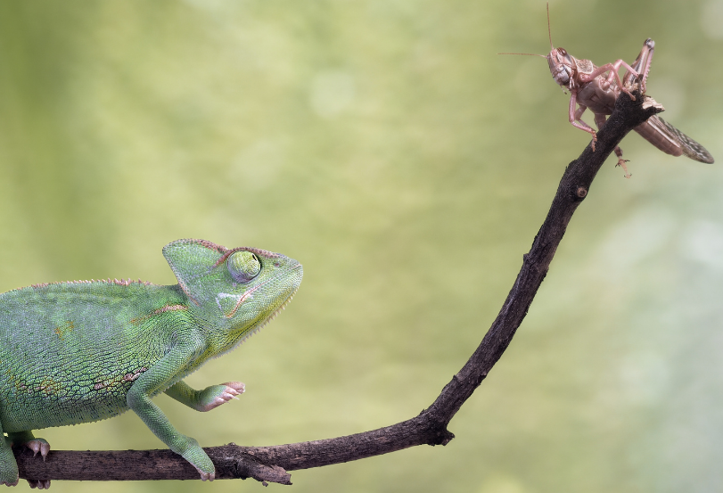Un caméléon en chasse d'un criquet pèlerin